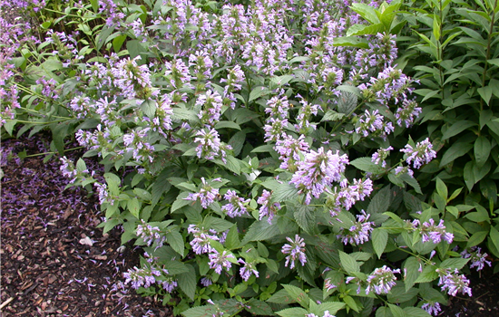 Agastache foeniculum Agastache foeniculum