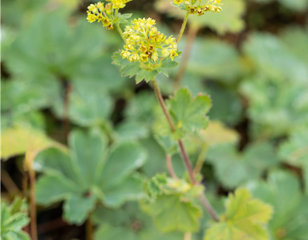 Alchemilla erythropoda Alchemilla erythropoda