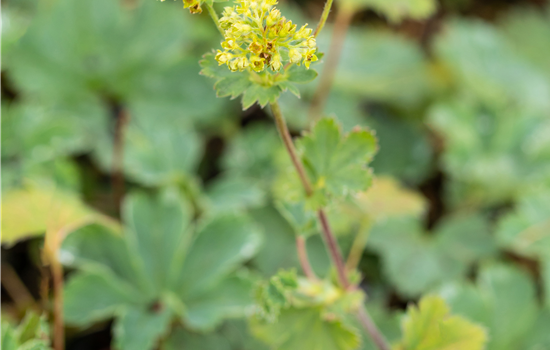 Alchemilla erythropoda Alchemilla erythropoda