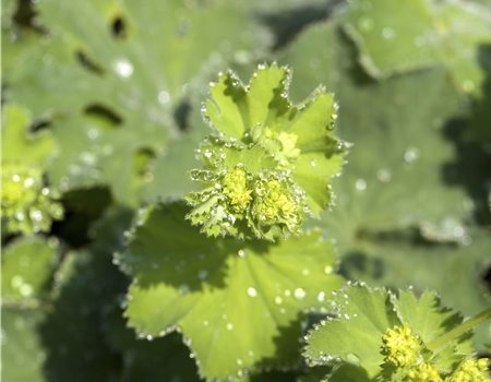 Alchemilla mollis 'Thriller'