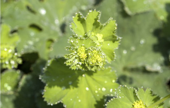 Alchemilla mollis 'Thriller'