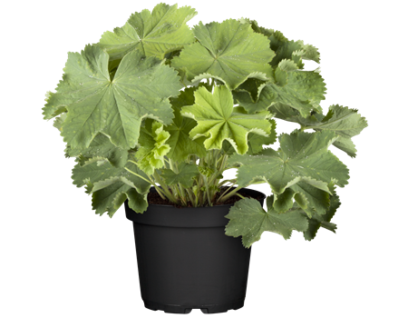 Alchemilla mollis 'Thriller' Alchemilla mollis 'Thriller'