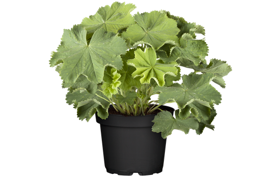 Alchemilla mollis 'Thriller' Alchemilla mollis 'Thriller'