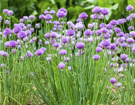 Allium schoenoprasum
