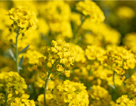 Alyssum montanum 'Berggold'