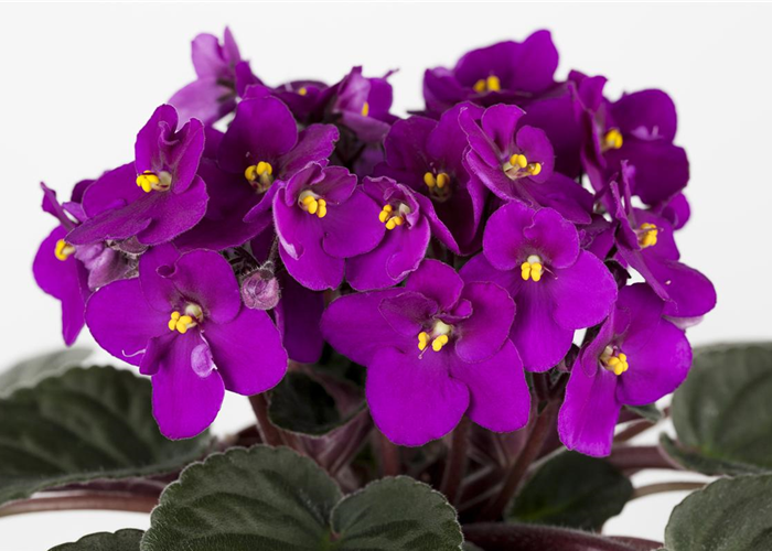 Usambaraveilchen Usambaraveilchen