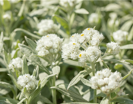 Anaphalis margaritacea