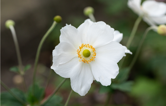 Anemone japonica 'Honorine Jobert'