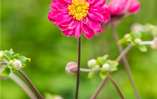 Anemone japonica 'Bressingham Glow'