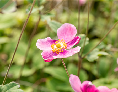 Anemone hupehensis 'Praecox'