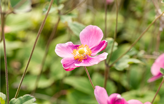 Anemone hupehensis 'Praecox'