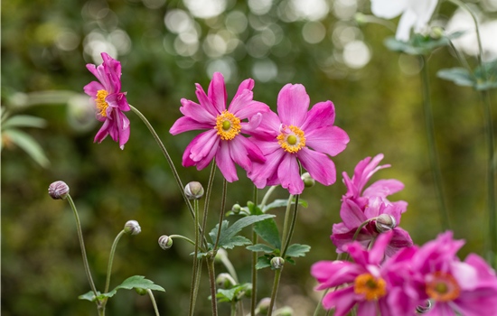 Anemone japonica 'Prinz Heinrich'