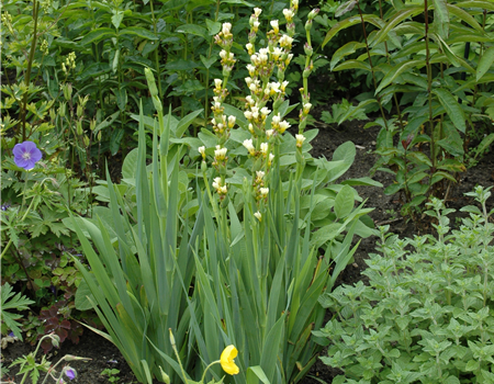 Asphodeline lutea Asphodeline lutea