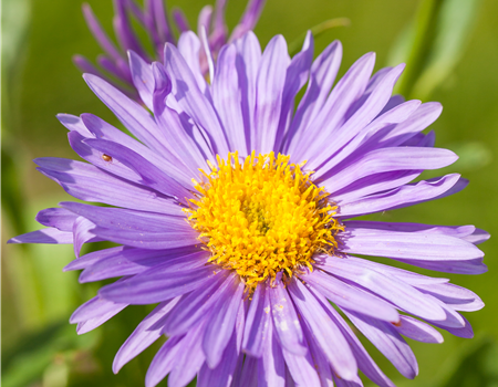 Aster alpinus 'Dunkle Schöne' Aster alpinus 'Dunkle Schöne'