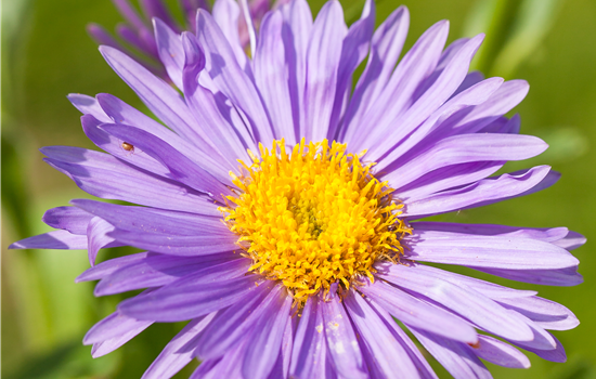Aster alpinus 'Dunkle Schöne' Aster alpinus 'Dunkle Schöne'