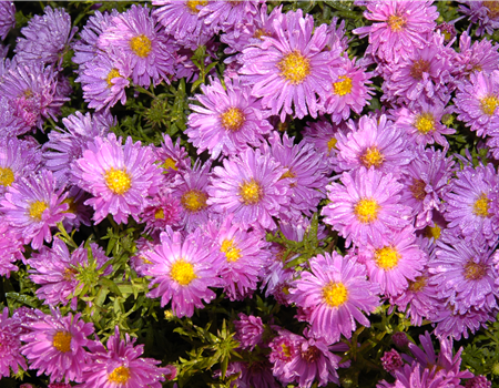 Aster alpinus 'Happy End' Aster alpinus 'Happy End'