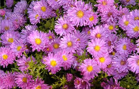 Aster alpinus 'Happy End' Aster alpinus 'Happy End'