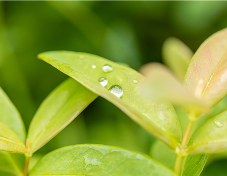 Hypericum calycinum