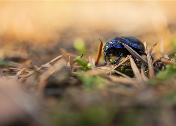 Ökologisch gärtnern Ökologisch gärtnern