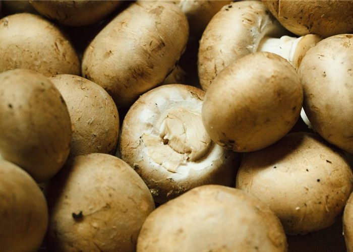 Speisepilze im eigenen Garten ziehen Speisepilze im eigenen Garten ziehen