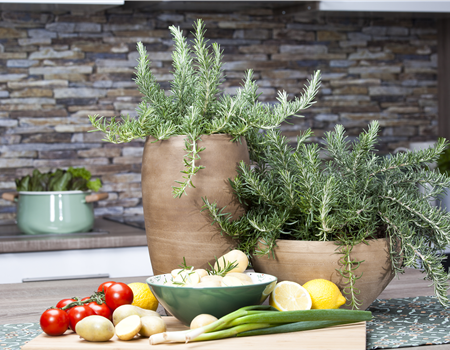 Rosmarinus lavandulaceus