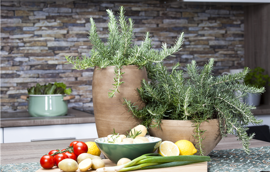 Rosmarinus lavandulaceus