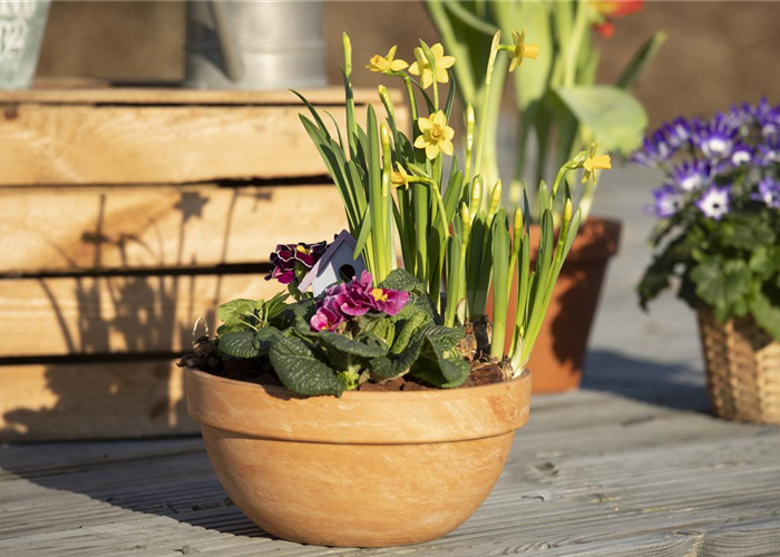 Pflanzschalen bringen Grün in den Eingangsbereich und auf die Terrasse  Pflanzschalen bringen Grün in den Eingangsbereich und auf die Terrasse