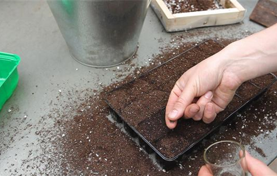 Bohnenkraut - Aussäen von Samen Bohnenkraut - Aussäen von Samen