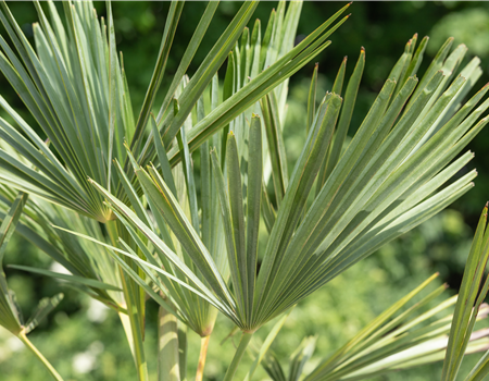 Chamaerops fortunei (syn. Trachycarpus)