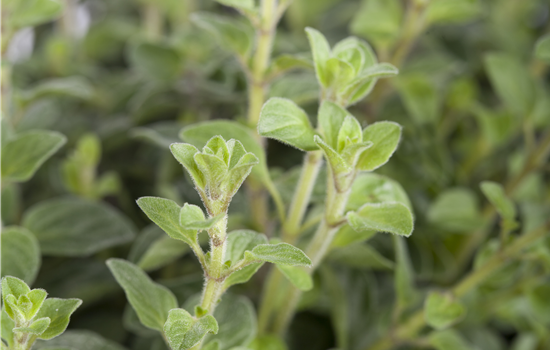 Origanum vulgare