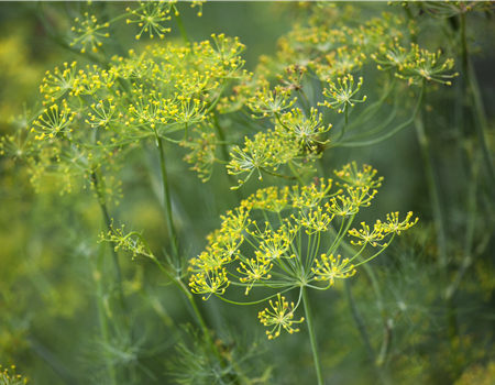Anethum graveolens