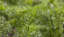 Dill