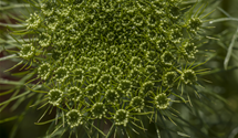 Dill