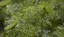 Dill