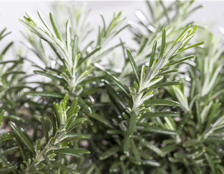 Rosmarinus lavandulaceus