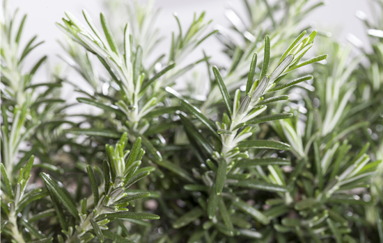 Rosmarinus lavandulaceus