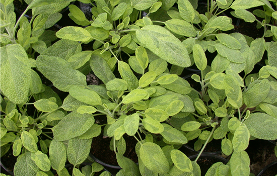 Salvia officinalis 'Icterina'