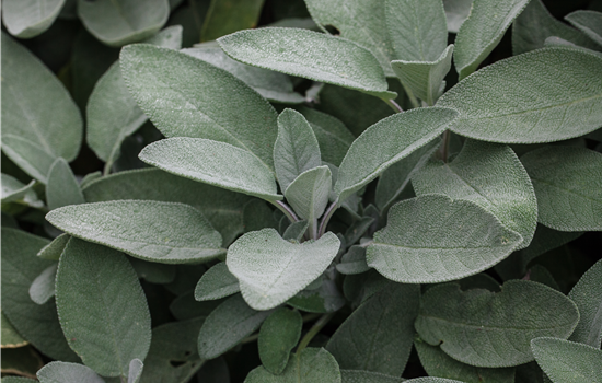 Salvia officinalis 'Maxima'