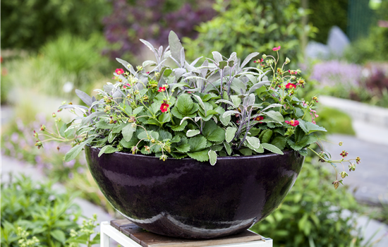 Salvia officinalis 'Tricolor'