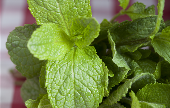 Mentha