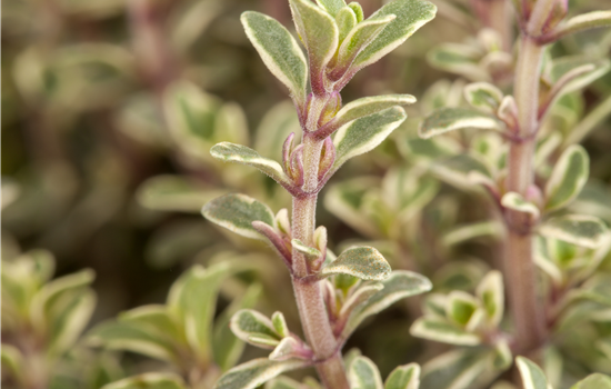 Thymus x citriodorus Thymus x citriodorus