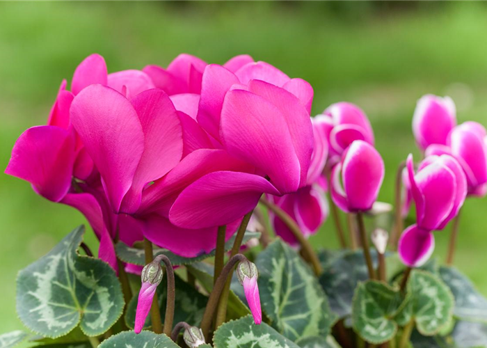 Alpenveilchen: Drinnen und draußen Alpenveilchen: Drinnen und draußen