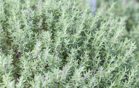 Thymus vulgaris 'Faustini'