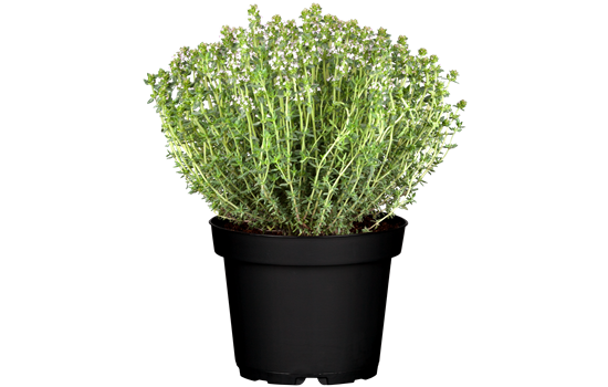Thymus vulgaris 'Faustini' Thymus vulgaris 'Faustini'