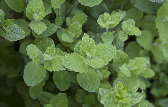 Mentha species nemorosa