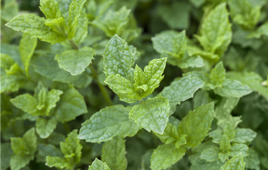 Mentha spicata 'Hugo'