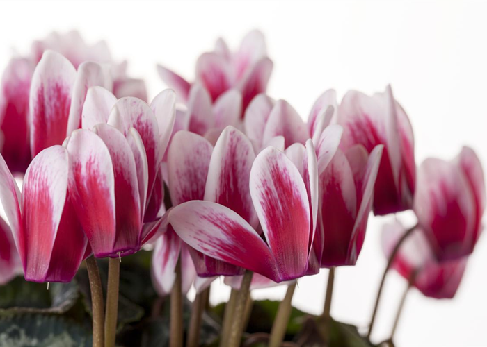 Alpenveilchen, zeitlose Klassiker  Alpenveilchen, zeitlose Klassiker