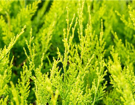 Cupressocyparis l. 'Castlew. Gold' Cupressocyparis l. 'Castlew. Gold'