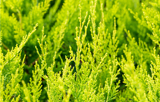 Cupressocyparis l. 'Castlew. Gold'