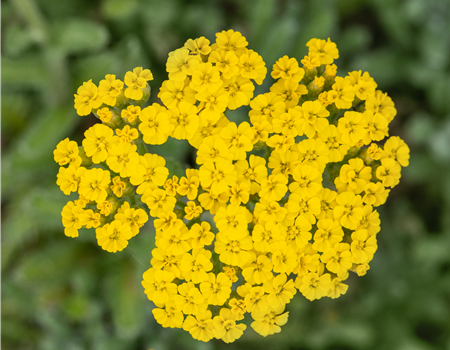 Achillea tomentosa 'Aurea' Achillea tomentosa 'Aurea'
